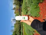 مام رولی thumb 1